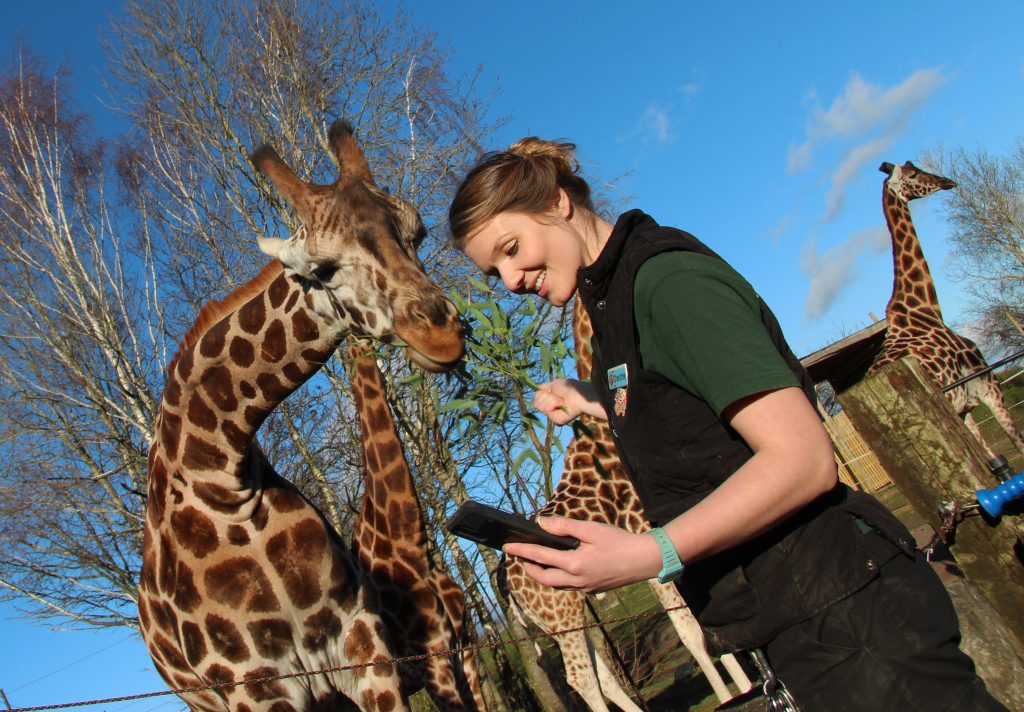 Chessington World of Adventures Resort launches its brandnew service, ‘Wild WhatsApp’, allowing