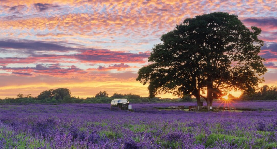 0_Lavander-and-Sunburst-16 Large