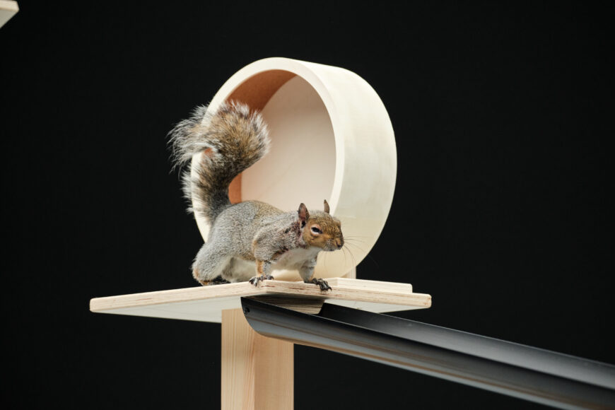 *** FREE FOR EDITORIAL USE ***
Celebrating the return of Carling Black Label with a bold new beer, the brand has reimagined the award-winning 1990's "squirrel" ad with a furry ambassador, Skige the squirrel, taking centre stage testing out an obstacle course.