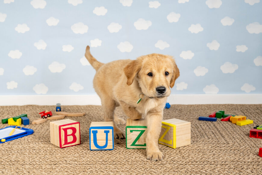 Guide dog puppy Buzz stars in playful new images, London, 29th April 2026