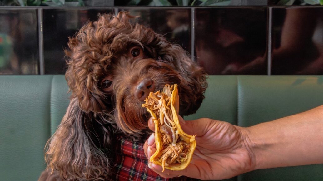 MARKET PLACE FOOD HALL NATIONAL DOG DISHES 11 (Medium)