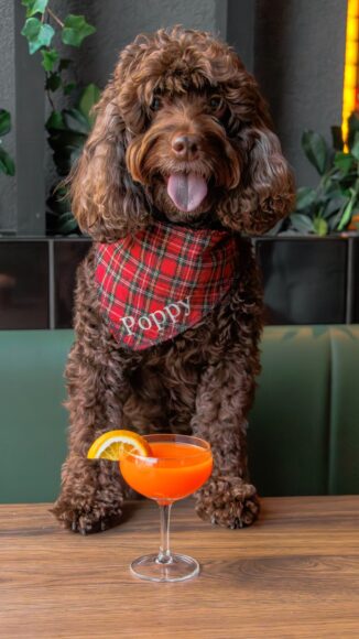 MARKET PLACE FOOD HALL NATIONAL DOG DISHES 2 (Medium)