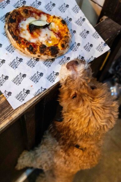 MARKET PLACE FOOD HALL NATIONAL DOG DISHES 8 (Medium)